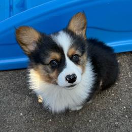Saga ( Fluffy, Triple Clear) - Black and tan female Pembroke Welsh Corgi puppy in Scottown, Ohio from Wyndy Ridge Corgis