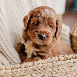 Finch - Red  male Goldendoodle puppy in Patterson, California from Dooling Doodles