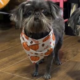 Baby Blu - Shih Tzu