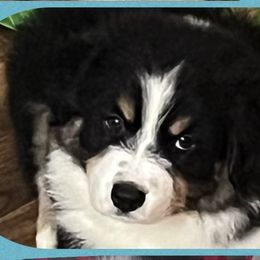 Australian Shepherds from Emerald Coast Australian Shepherds