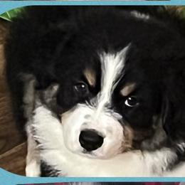 Australian Shepherds from Emerald Coast Australian Shepherds