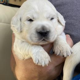 Dachshund and Golden Retriever Puppies from Charmm Dachshunds & English Cream Golden Retrievers