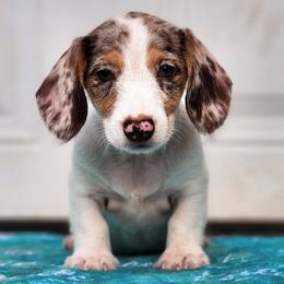 Brioche - Dapple male Dachshund puppy in Mount Sherman, Kentucky from Kaleidoscope Dachshunds and Whippets