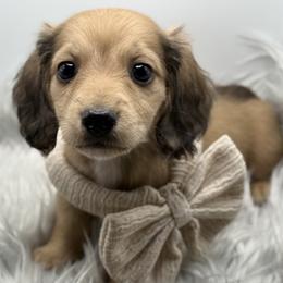 Rose AKC Limited - Sable female Dachshund puppy in Bartlesville, Oklahoma from OkieDokieDox