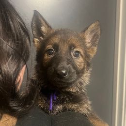 Ilsa (purple collar) - Sable female German Shepherd puppy in Jerusalem, Arkansas from Sudenblick German Shepherds