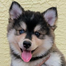 Vulcan (Teddy) - 2200 - Tri-color male Pomsky puppy in Spring Hill, Florida from www.PuppyTimeEmporium.com