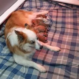 Icelandic Sheepdog Puppies from Valhalla Icelandic Sheepdogs