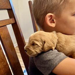 Goldendoodle Puppies from Doodifuldoods