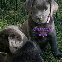 Labrador Retriever puppies from Silver Labrador of Southern California