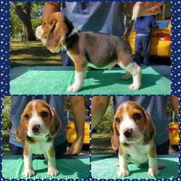 Beagle, Cardigan Welsh Corgi, and Pembroke Welsh Corgi Puppies from SM Corgis LLC