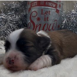Theo - AKC - Chocolate sable male Havanese puppy in Verden, Oklahoma from Holcombs Puppy Ranch