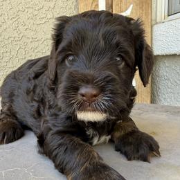 Australian Labradoodle puppies from Delta Breeze Labradoodles