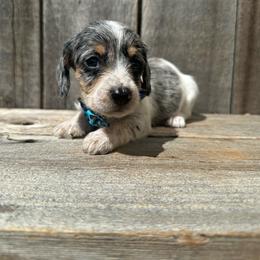 Bolt - Dapple male Dachshund puppy in South Willard, Utah from Doxies in the Sun