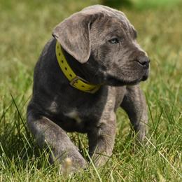 Cane Corso Puppies from Willow Creek Cane Corsos
