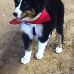 Toy Australian Shepherd Puppies from Baker Ranch Toy Aussies
