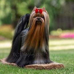 Ella - Yorkshire Terrier