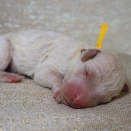 Lady - Parti female Goldendoodle puppy in Cherry Creek, New York from Doodles Pups of NY