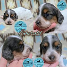 EMERALD - Dapple male Dachshund puppy in Columbia, Louisiana from Diamond 5R Ranch AKC & CKC Miniature Dachshunds