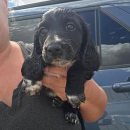 Pepe - Piebald male Dachshund puppy in El Paso, Texas from Mells Weenies