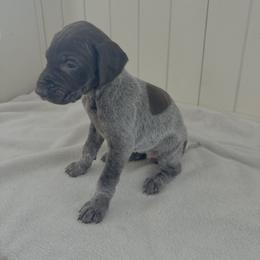 Sweetie - Liver roan female German Shorthaired Pointer puppy in Ohio from Eric and Michelle's GSP