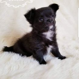 Chihuahua Puppies from Lucky Star Chihuahuas