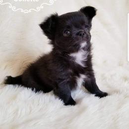 Chihuahua Puppies from Lucky Star Chihuahuas
