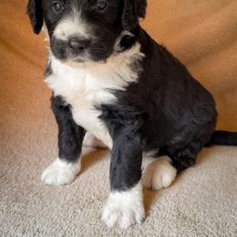 Sadie - Black and white female Bernedoodle puppy in Grant City, Missouri from Timberline Paws