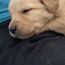 Golden Retriever Puppies from Hearth & Homestead