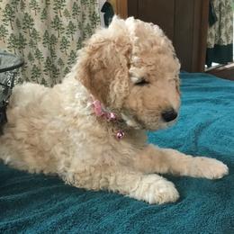Lady - Apricot female Goldendoodle puppy in Belfair, Washington from Merry R Goldendoodles