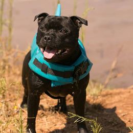 Staffordshire Bull Terriers from Sublime Staffords