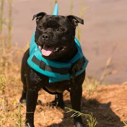 Staffordshire Bull Terriers from Sublime Staffords