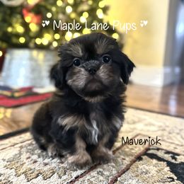 Maverick - Black and tan male Shih Tzu puppy in Marion, Michigan from Maple Lane Pups