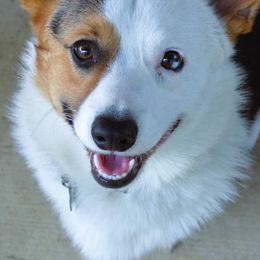 American Corgis and Pembroke Welsh Corgis from Wildlings & Wild Things Homestead