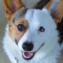 American Corgis and Pembroke Welsh Corgis from Wildlings & Wild Things Homestead