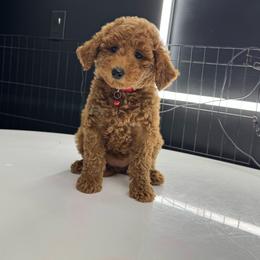 Strawberry - Red  female Goldendoodle puppy in Gainesville, Florida from Pet Inn Xxweetdoodles