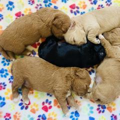 Cavachon Puppies from Liberty Pups