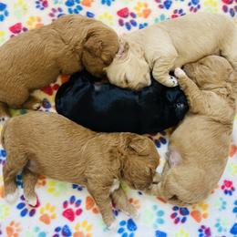 Cavachon Puppies from Liberty Pups