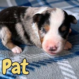 Pat - Blue merle male Miniature American Shepherd puppy in Millington, Tennessee from Goading Glee Glade
