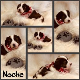 Noche - Piebald male Dachshund puppy in Hooks, Texas from The Gentle Kennels