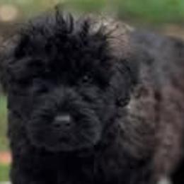 Bouvier des Flandres from Tanya Fontenot