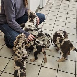 Catahoula Leopard Dog and Pembroke Welsh Corgi Puppies from Peach Tree/Shoreline Catahoulas & Corgis