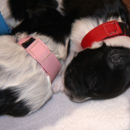 Schapendoes Puppies from Dream Star Schapendoes