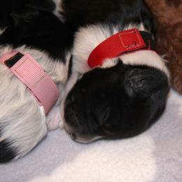 Schapendoes Puppies from Dream Star Schapendoes