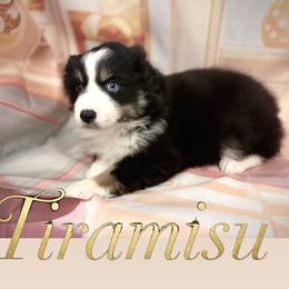 Tiramisu - Black tri female Miniature American Shepherd puppy in Olympia, Washington from Shamayim Shepherds
