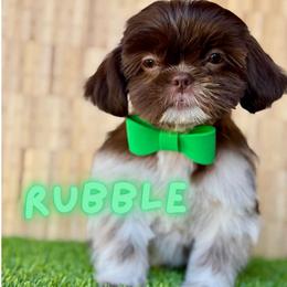 Rubble - Chocolate male Shih Tzu puppy in San Tan Valley, Arizona from My Puppy Tzu