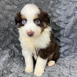 Jasper - Red tri male Miniature Australian Shepherd puppy in Hokes Bluff, Alabama from Alegria Toy Aussies