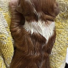 Dachshund Puppies from Witchy Woman’s Wiener’s