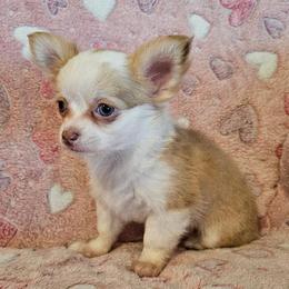 AKC Champion Sired Mabel - Merle female Chihuahua puppy in Newport, Maine from Pinewood Acres Chihuahuas