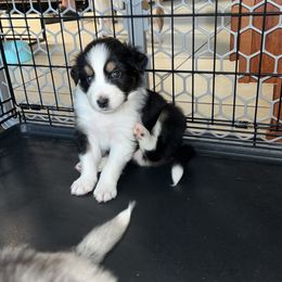 Australian Shepherd Puppies from Southern Sky Aussies