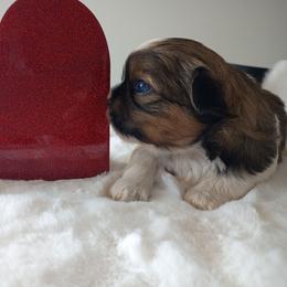 Parti boy 4 - Brindle and white male Shih Tzu puppy in Paradise, California from Richview Shihtzu